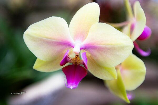 Beautiful flower on a clear background