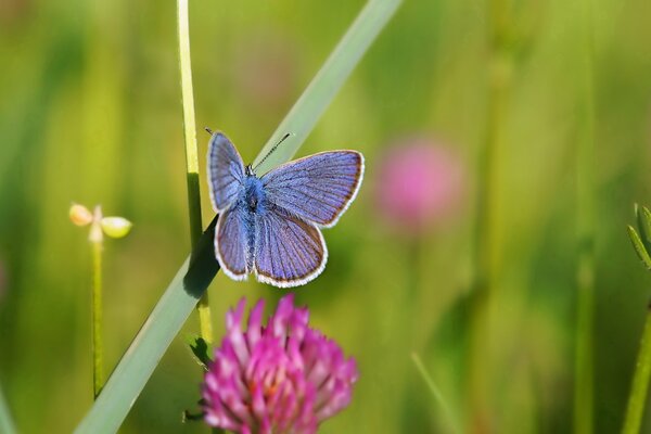 Summer butterfly on clover in the meadow