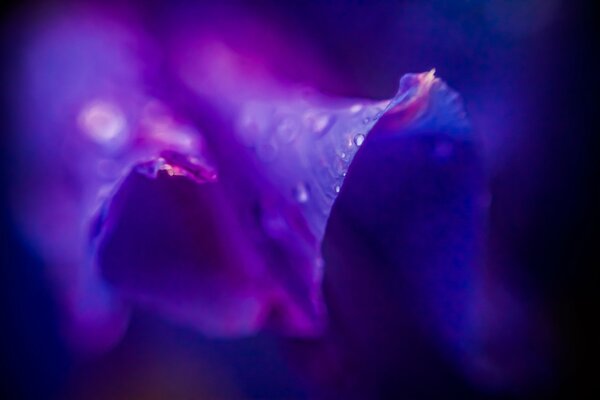 Fleur pourpre en gouttes de rosée