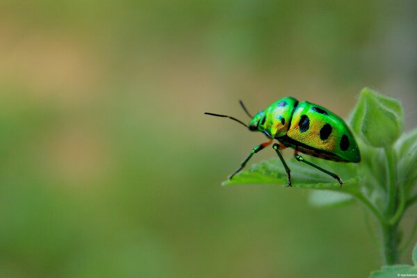 Scarabeo verde con macchie nere seduto su una foglia in una fotografia macro