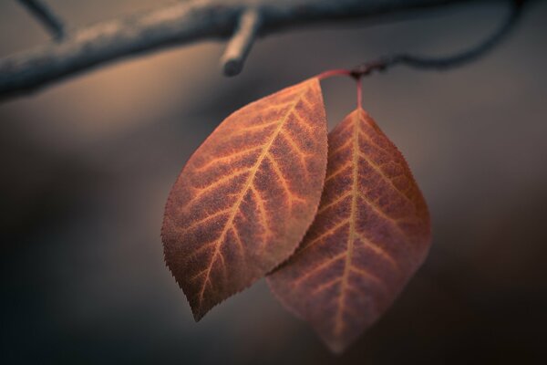 Macro photography of autumn foliage. Two leaves on a branch