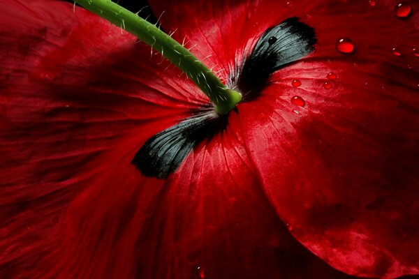 Rote Mohnblume mit grünem Stiel und schönen Blütenblättern