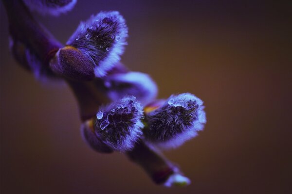 Fluffy willow branch in drops