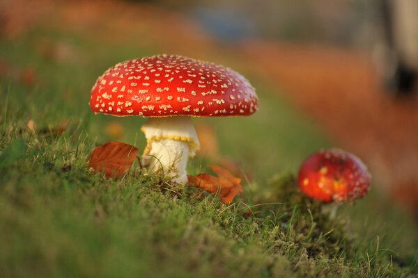 Herbstblätter in der Nähe von Fliegenpilzen