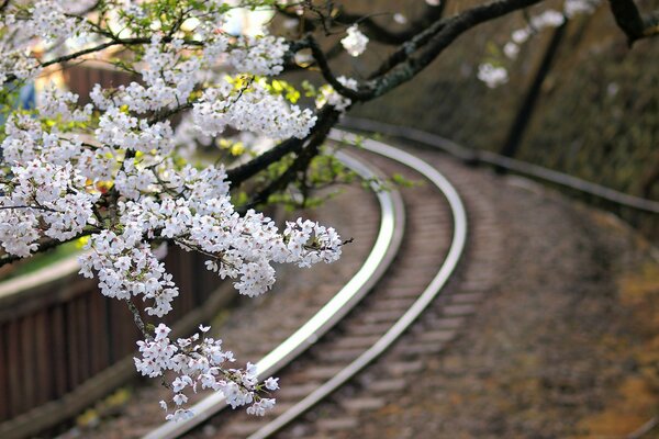 Rama de cerezo en flor sobre el ferrocarril