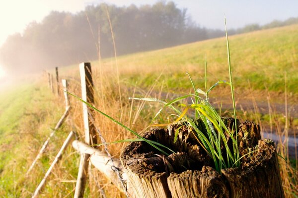 Viejo seto cerca del campo de trigo