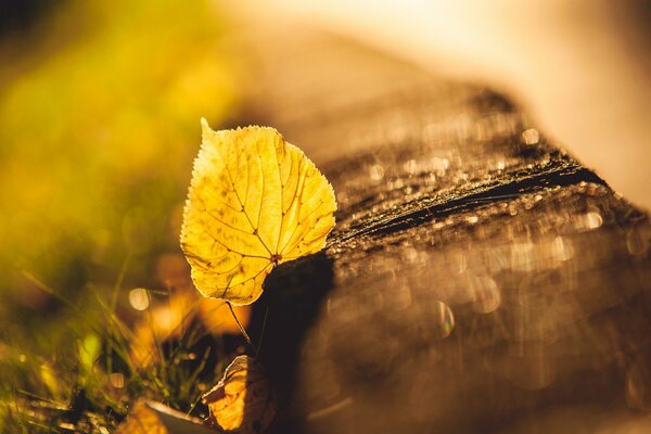 Feuille dans l herbe reflets d automne