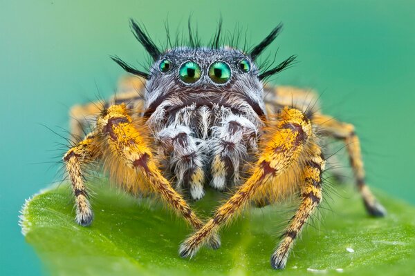 Makroaufnahme einer zotteligen Spinne