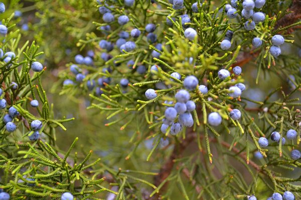 Berries on a juniper bush with greenery