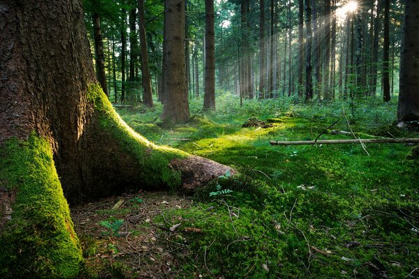 Soczyste zielone drzewa leśne i trawa w pierwszych promieniach słońca