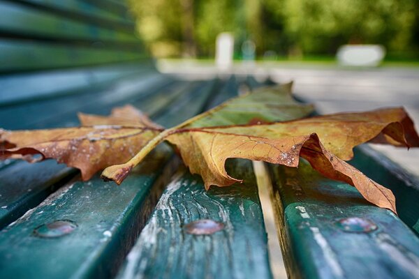 A crusty autumn leaf on a bench