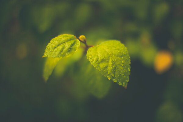 Gros plan de feuilles vertes et une goutte de rosée