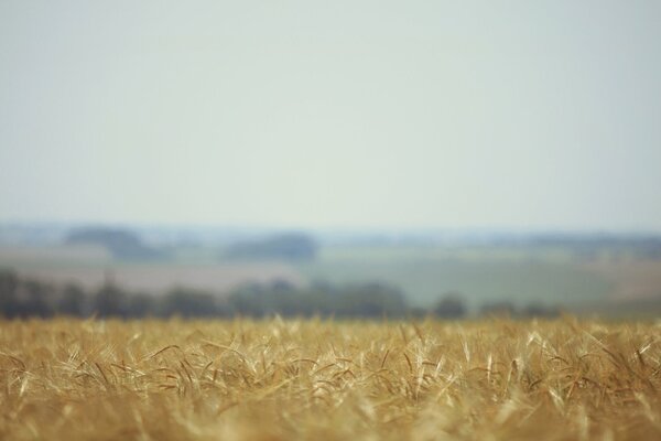 Bellissimo campo di grano in autunno