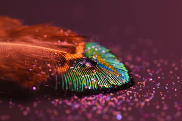 Macro drop and feather on pink background