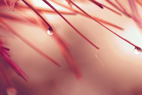 Macro raindrops hung on the red-orange autumn blades of grass