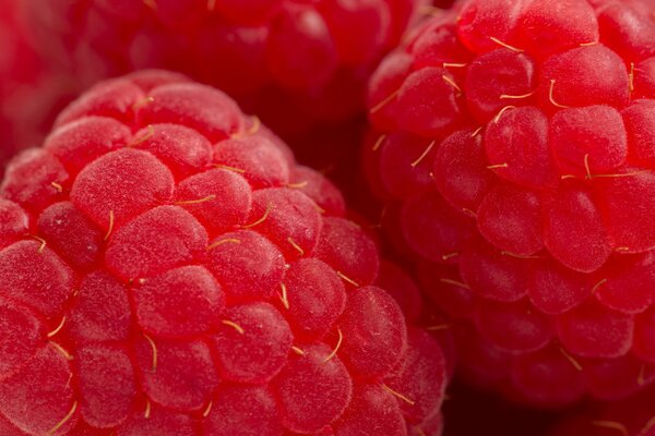 Macro photography of raspberries