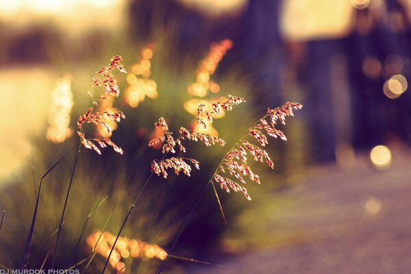 Disparo con efecto bokeh de hierba al atardecer