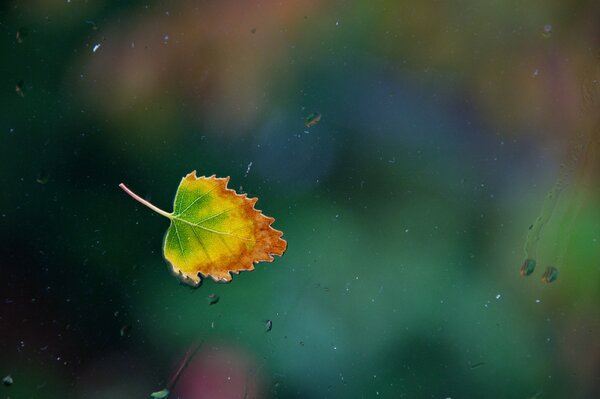 Autumn has come. A leaf outside the window and rain