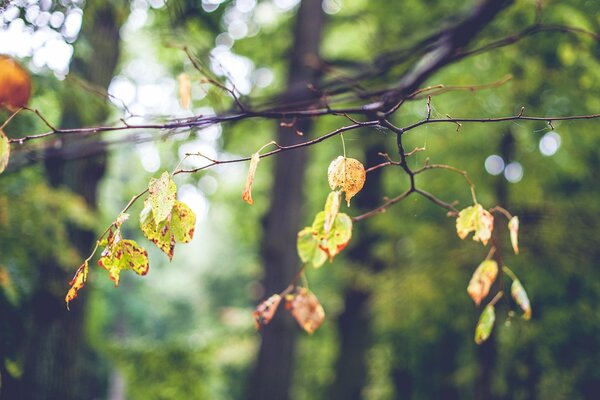 Estado de ánimo otoño de la vida del bosque