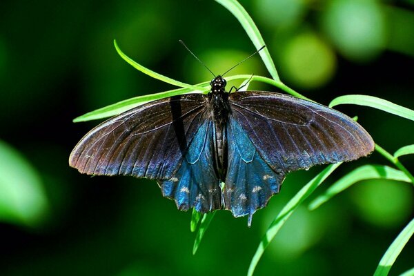 Piękny motyl siedzi na źdźble trawy