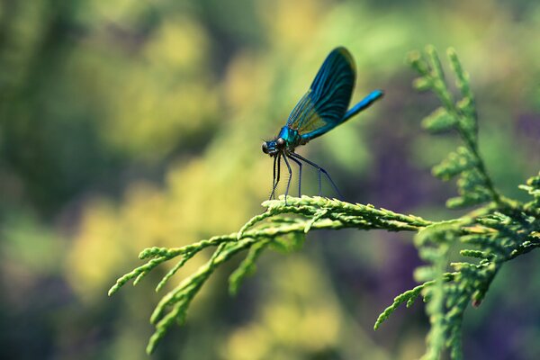 Fotografía macro de una Libélula azul en una rama