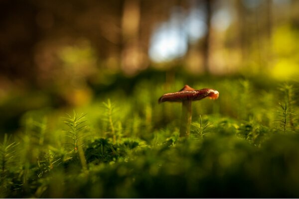 Einsamer Pilz auf einer Waldlichtung