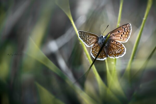 Makro. Ein Schmetterling fliegt im Gras