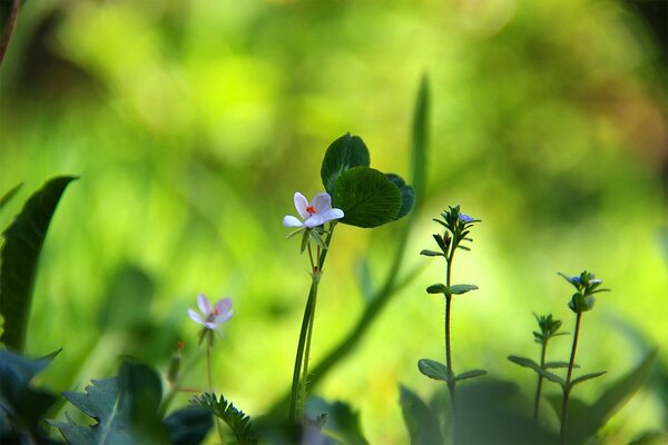 Sommer. Grüne Kleeblüte im Gras