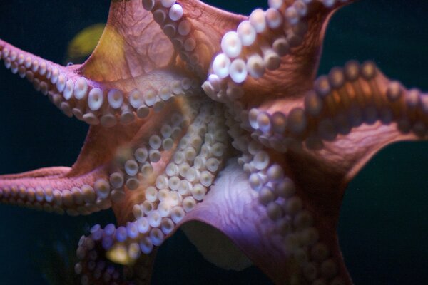 Pulpo descubierto con tentáculos en el mar