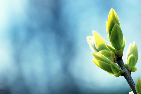 The buds bloom in the spring sun