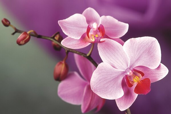 A delightful pink flower with fragrant petals