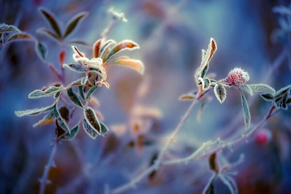 Piante in stile Macro brina