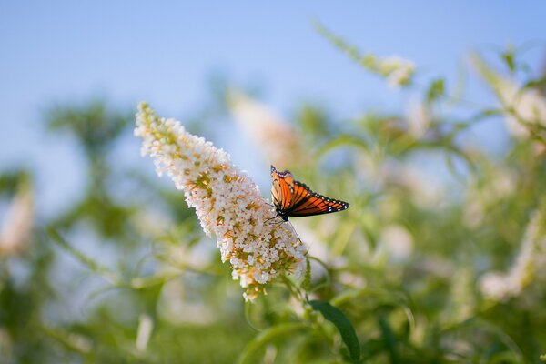 Orange butterfly on a flower in a field