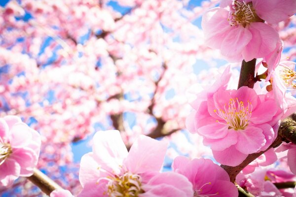 Sakura auf einem blauen Himmelshintergrund