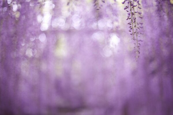 Glare blur lilac flowers