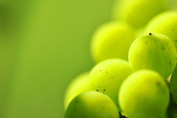 Macro disparo de grosella verde