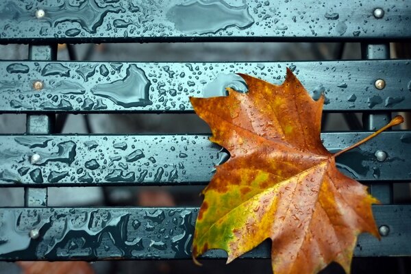 Hoja de arce de otoño en el banco