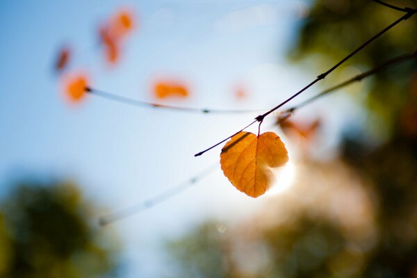 Feuille jaune sur fond flou