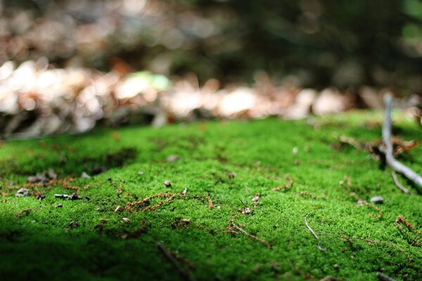 Macro snapshot of green nature