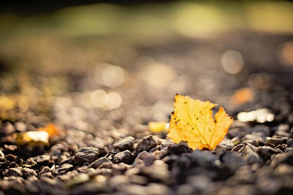 Hoja de otoño en el Suelo