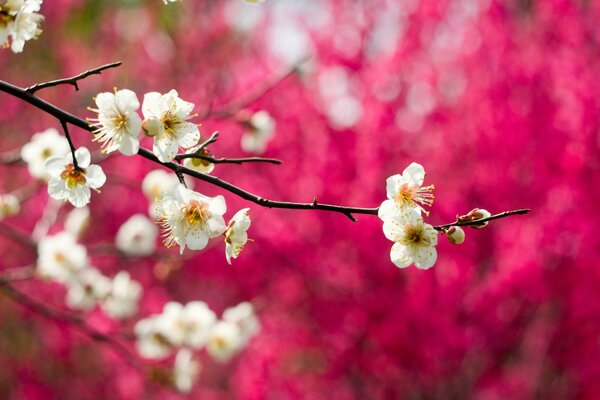 Beautiful apple blossom with bright white flowers