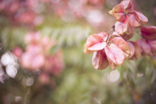 Paysage macro feuillage rose