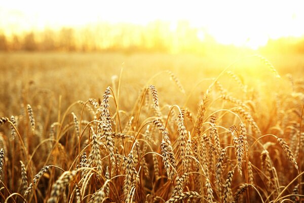 Trigo espigado al sol en el campo