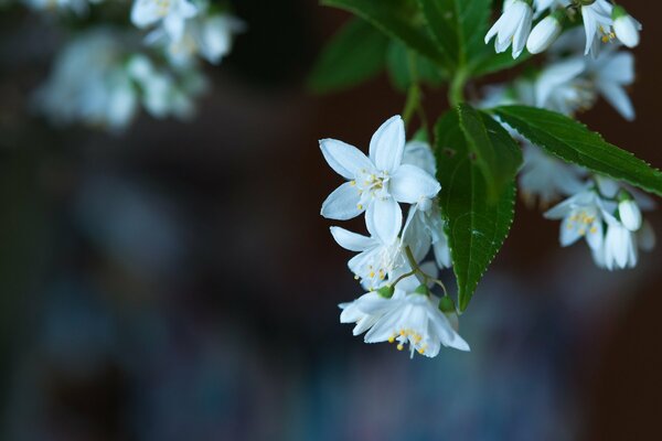 Foto macro di un fiore bianco