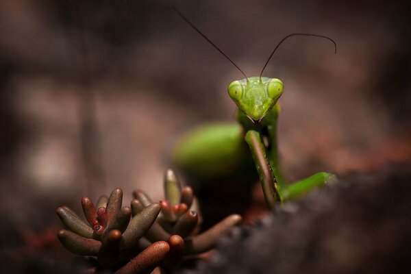 Mantis Makro im Wald