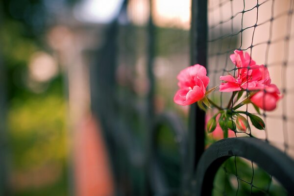 Gros plan de tir de fleur dans la clôture