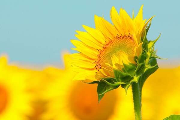 Girasol en el tallo de lado