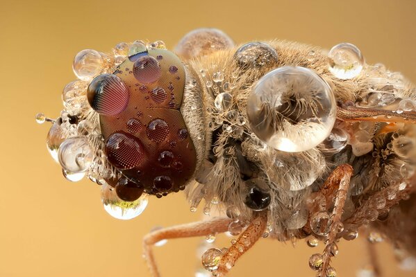 Macro image of an insect and water droplets on it