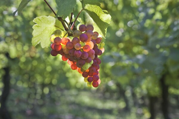 Racimo de uvas en el fondo borroso del Jardín