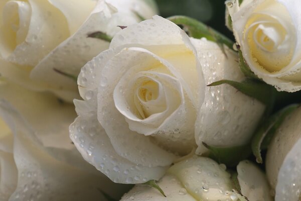 White roses with water drops